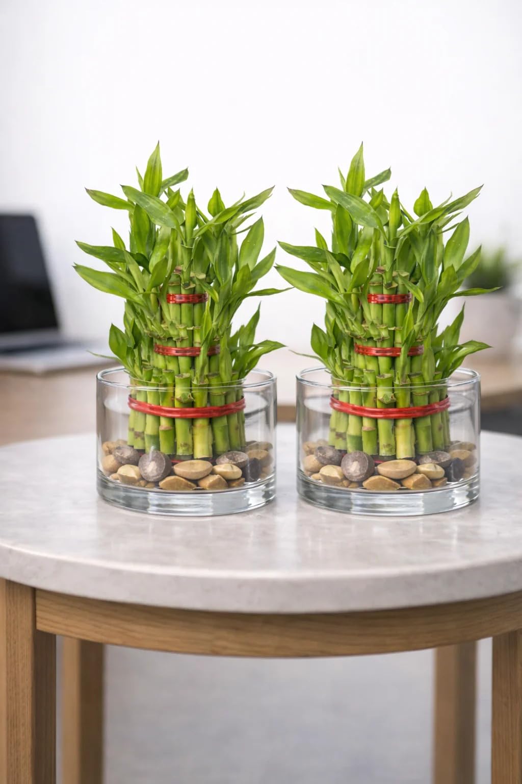 3 Layer Lucky Bamboo Plant (Bare Rooted) Natural Indoor Live Bamboo Plant for Home, Office, Desk, Living Room, Feng Shui Décor, Air Purifying & Good Luck Plant (Pack of 2)-image-14