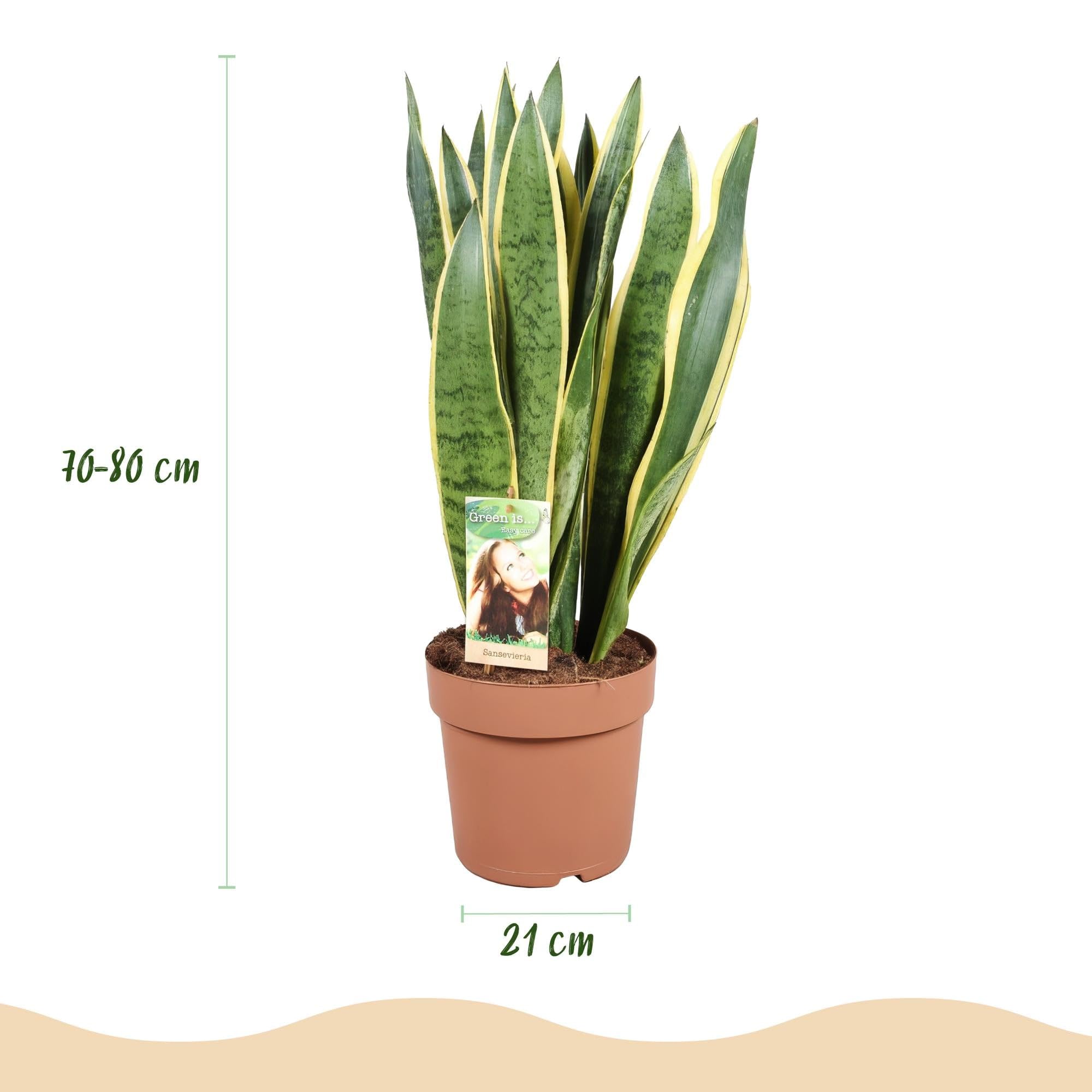 Bogenhanf Sansevieria Laurentii Schwiegermutterzunge grün gelb 70-Ø80 cm | für Innen und Außen, strukturierte Oberfläche, für Kräuter und Sukkulenten, standfeste Form