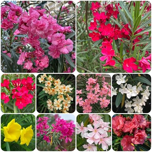 semi di oleandro, arbusti da giardino, ornamentali resistenti, decorativi all'esterno da giardino 25pcs