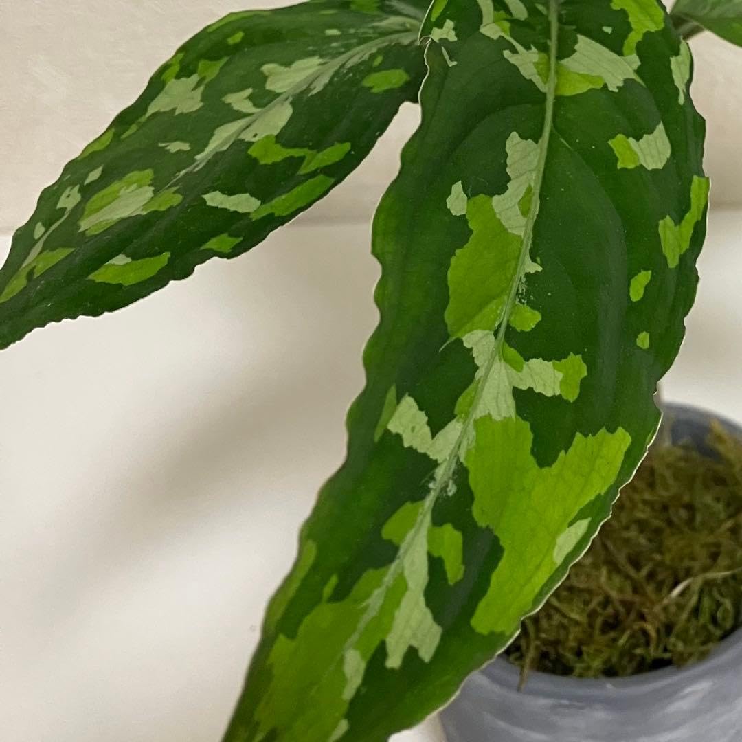 アグラオネマ ピクタム トリカラー（3色柄） 抜き苗 速達 アグラオネマ