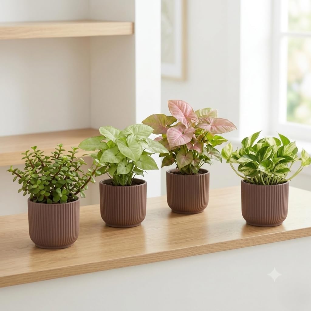 Ugaoo Combo of 4 Live Indoor Plants with ibiza Self Watering Pots (mocca) – Jade, Syngonium White Butterfly, Money Plant N Joy, Syngonium Red Yami | Perfect for Home Decor & Office-image-24
