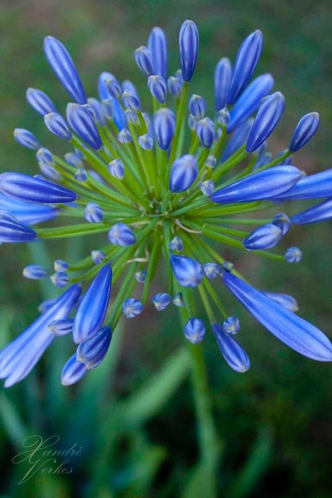 Imported Agapanthus Summer Flower Bulbs For Indoor Outdoor Gardening (Pack Of 3 Blue Color Flower Bulbs)