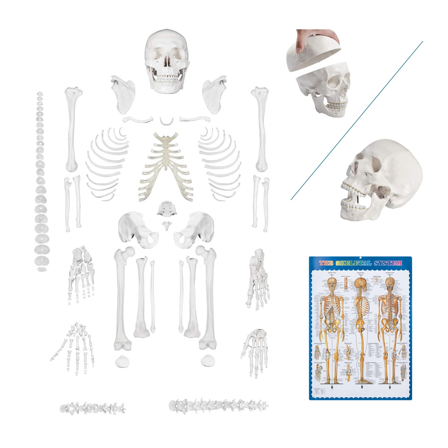 Disarticulated Human Skeleton Model for Anatomy Life Sized Anatomical Model 23 Intervertebral Discs 3 Part Skull with Movable Jaw Articulated Hand & Foot Includes Colored Poster