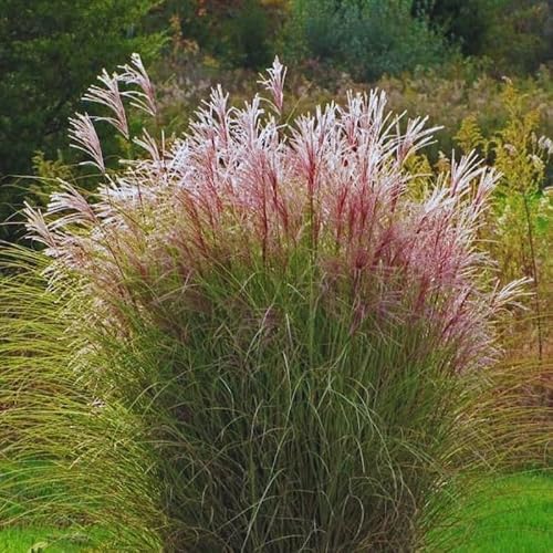 Ornamental Grasses Live Plants Perennial, Maiden Grass Live Plant Perennial, Live Miscanthus Grass Plant in 4" Pot