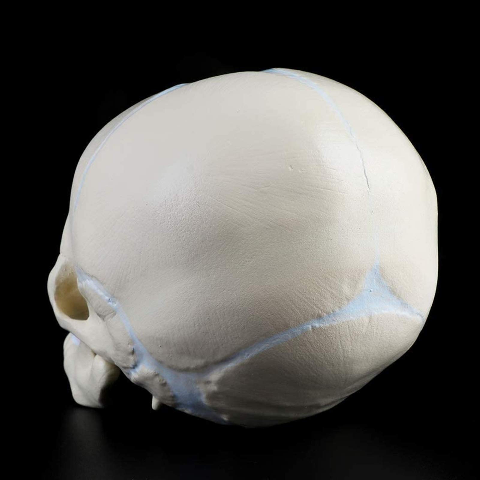 Model edukacyjny 1: 1 Ludzki płód, dziecko, niemowlę, medyczna czaszka, anatomiczny model szkieletu, materiały dydaktyczne do nauk medycznych