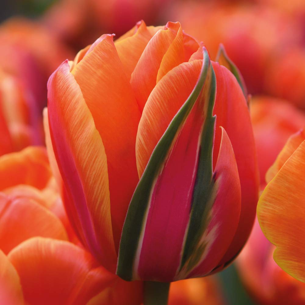 Tulip Queensday Tulipa Hardy Bulb Vibrant deep Orange with Pink and Gold Flashes Fantastic as a Cut-Flower Perfect for beds, Borders and containers 8 Bulbs by Thompson and Morgan