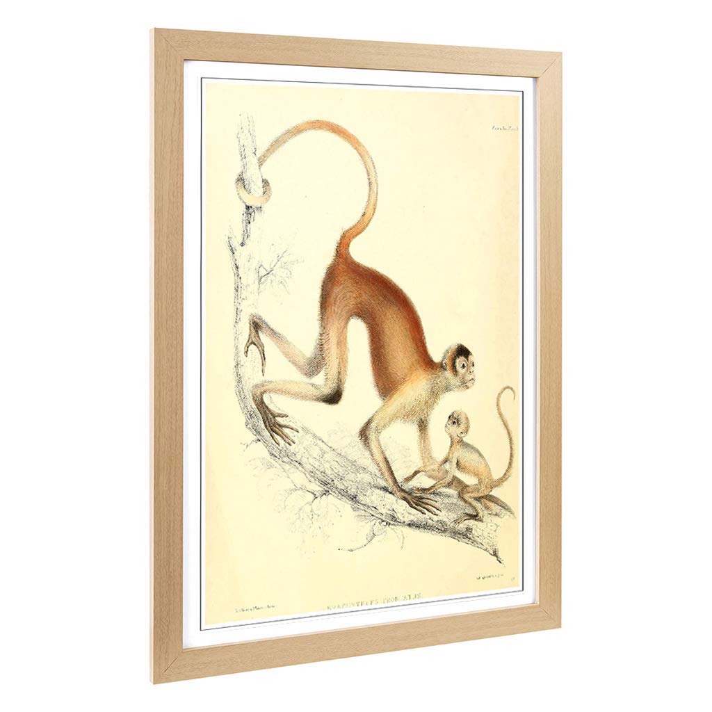 Big Box Art Framed Print of Vintage Joseph Wolf Woolly Spider-Monkey Design | Wall Art Picture | Home Decor for Kitchen, Living Room, Bedroom, Hallway, Oak, A2 / 24.5x18 Inch / 62x45cm