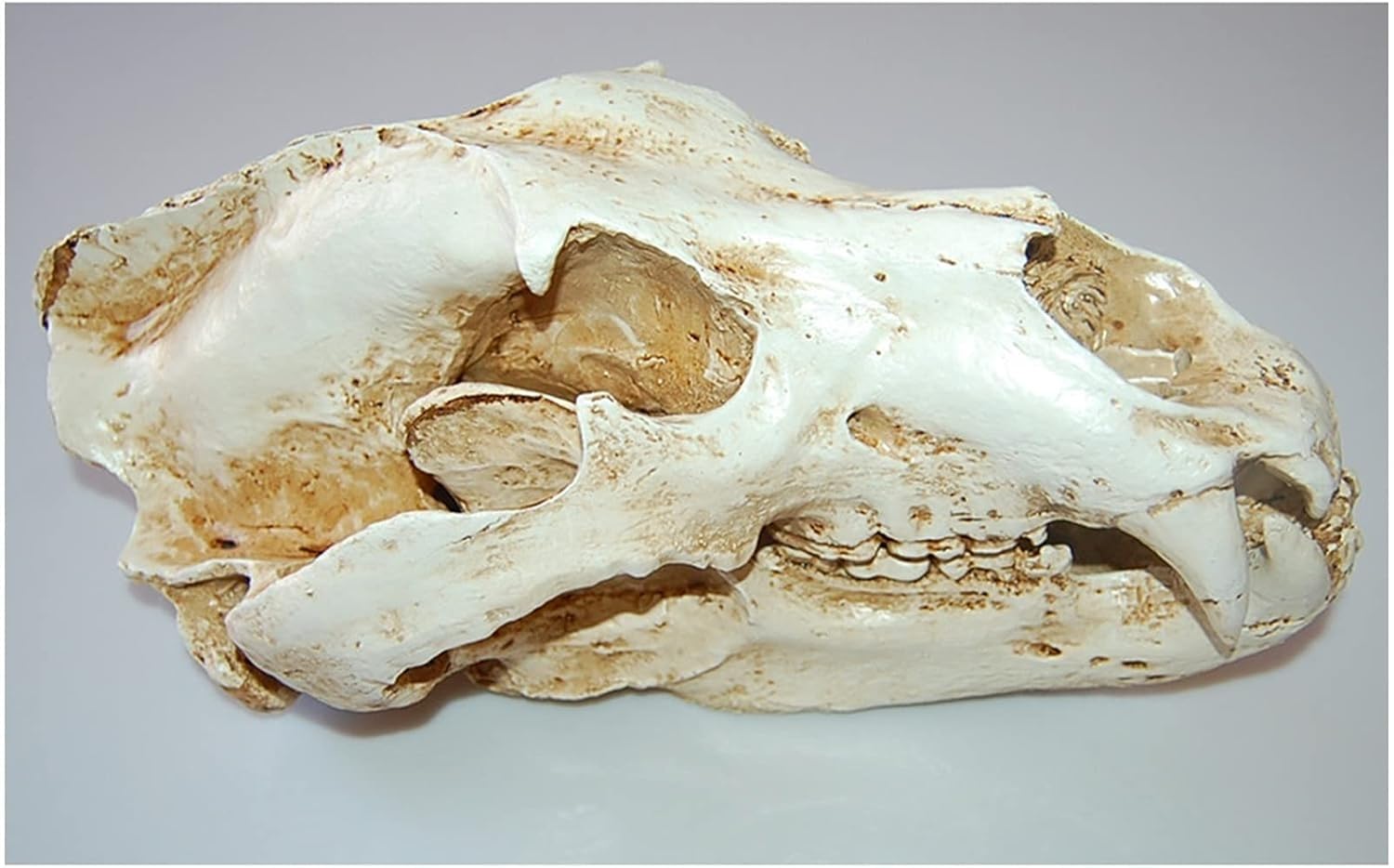 Cranio di animale, replica del teschio di orso polare in resina, modello di testa di anatomia del teschio di animale, collezione di strumenti educativi for studi veterinari, decorazione