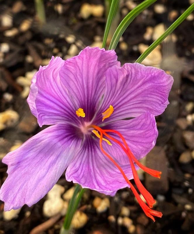 Crocus sativus Live Bulbs – Home Farming (5 Healthy Live Bulbs)-image-8