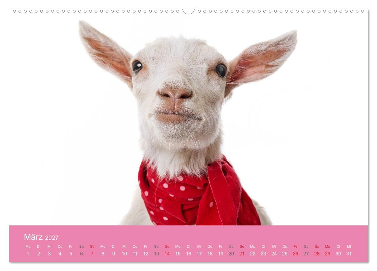 CALVENDO - Süße Tier-Babys! (hochwertiger Premium Wandkalender 2027 DIN A2 quer), Kunstdruck in Hochglanz: Kleine Herzensbrecher für die ganze Familie