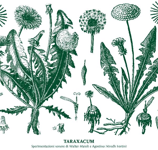 Maioli, walter Taraxacum