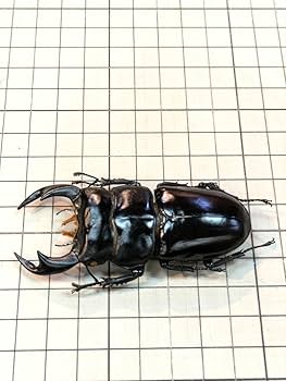 Amazon.co.jp: インドアンタエウス 81.6㎜ ラベル付 標本