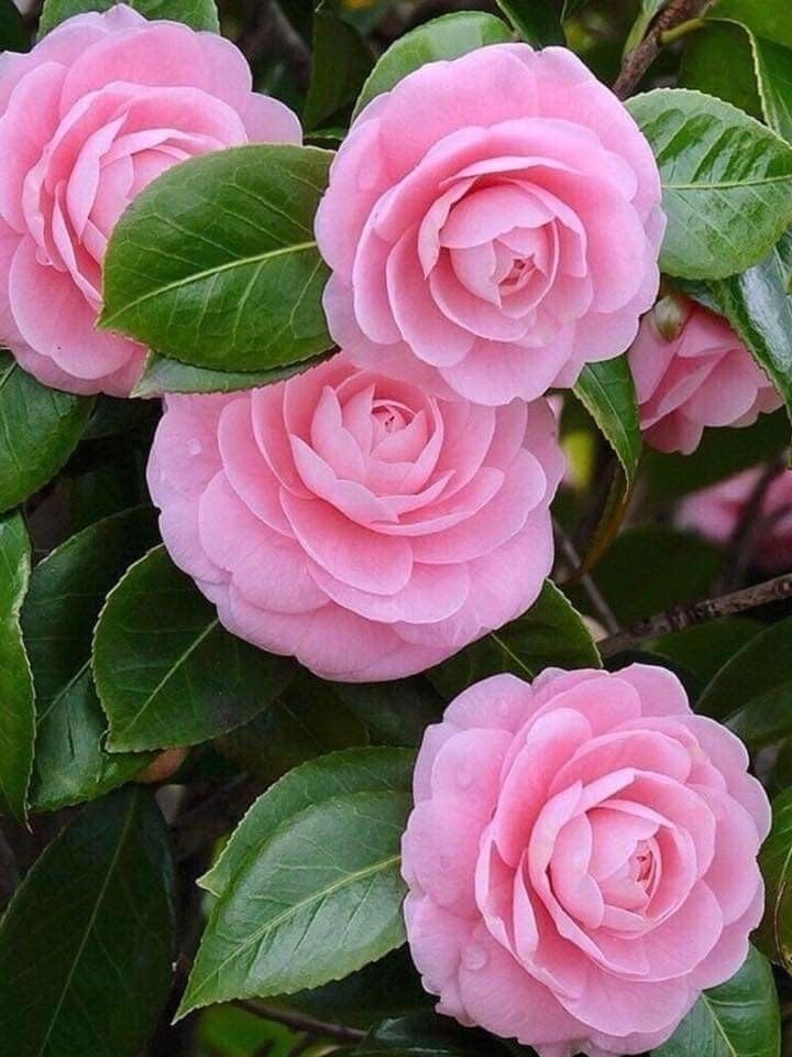 Pink Camellia Flowering Live Plant For Shrub/Bush/Home Decoration & Gardening Camellia Healthy Flower Plant (1.5-2.5 Ft Hight) Pack Of 1 (B0CRYQZQW9) Amazon Price History, Amazon Price Tracker
