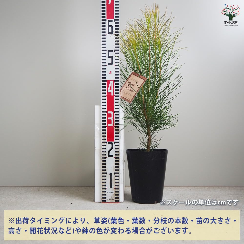 Amazon.co.jp: ITANSE オーラックス ブロンズヘイズ 5号 1個売り