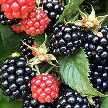 T pl  Dikensiz Verimli Aromatik Bursa-3 B rtlen Fidan