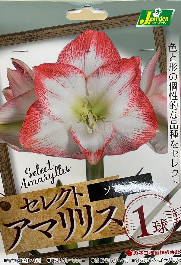 花球根 セレクト アマリリス ソフィア 1球入 カネコ種苗の球根