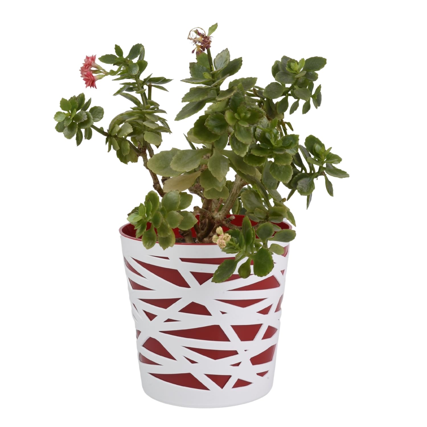 B2C Flowerpot plant pot planter Crystal Modern Decorative Daizy 7 colours 4 sizes (13cm, Red)