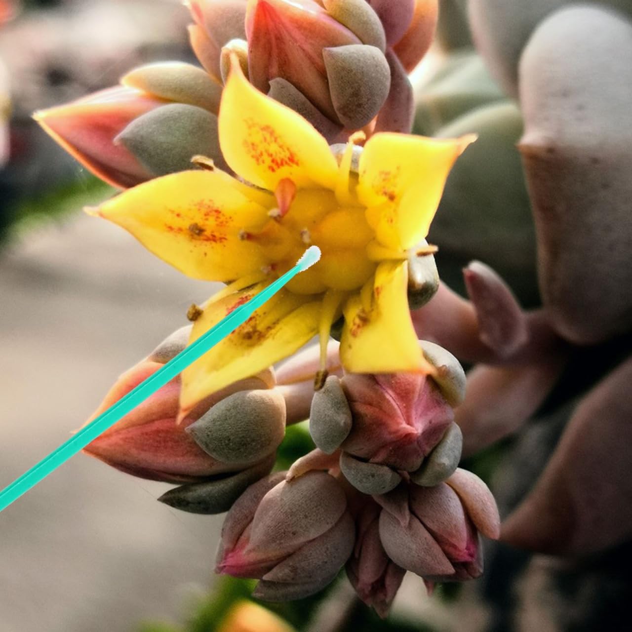 Vegetable Pollinator Tool Hand Pollination Pen for Garden Fruit Succulent Plants Manual Pollination Stick for Efficient Crop