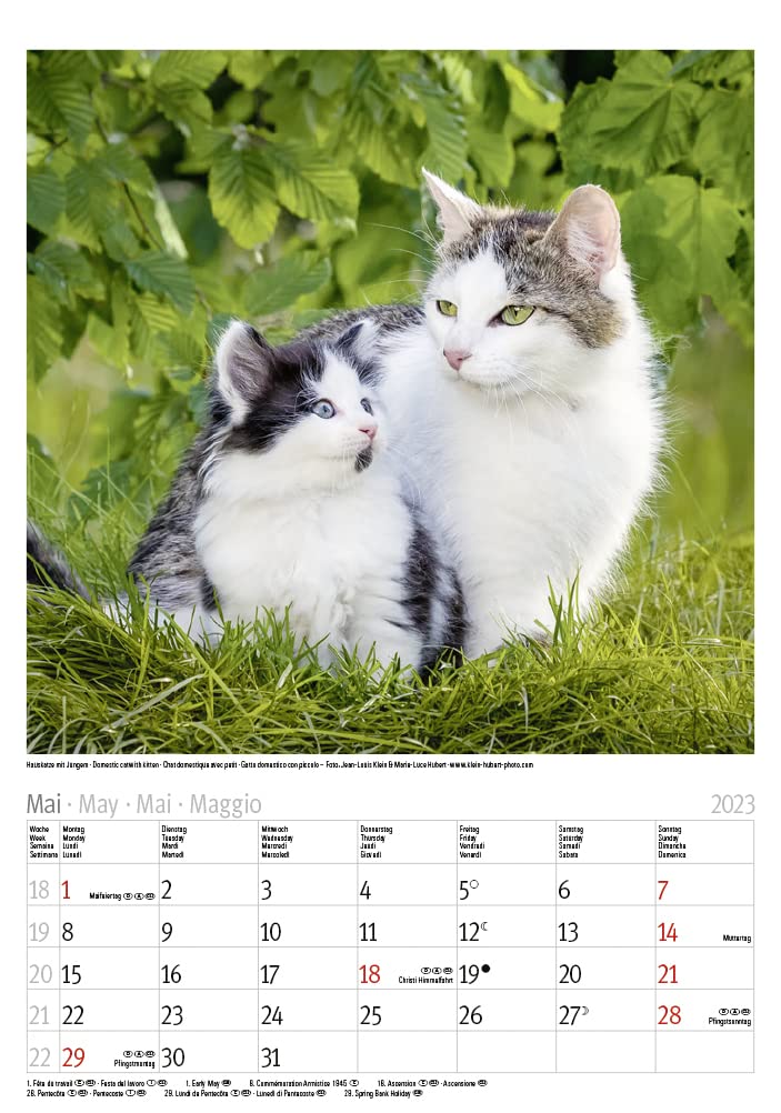 Katzen 2023