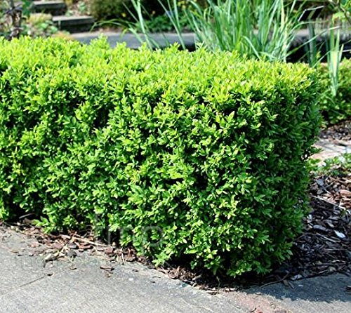 Japanese Boxwood (Buxus) - Live Plant - Trade Gallon Pot #TOP3