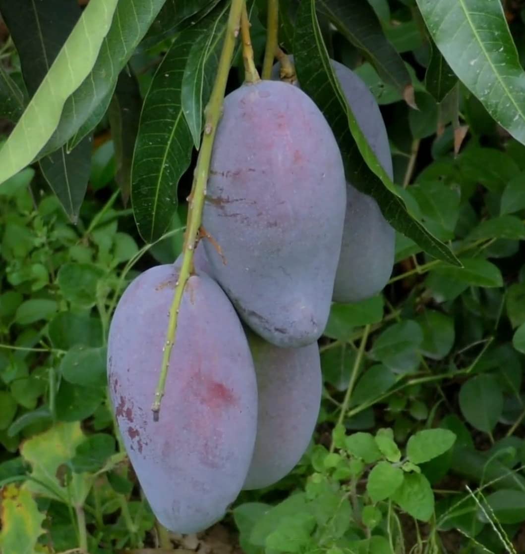 Nectar Garden Lalima Mango Plant-Grafted Variant Plant. (B09GH8HDVP) Amazon Price History, Amazon Price Tracker