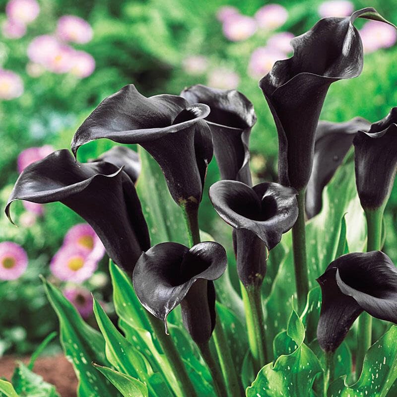 FernsFly® IMP. Calla Lily | Zantedeschia Attractive Flower Bulbs Home Outdoor Flowering Gardening Bulbs Blooming planting (Pack of 2 Night Cap calla lily) (B08XM4CT5K) Amazon Price History, Amazon Price Tracker