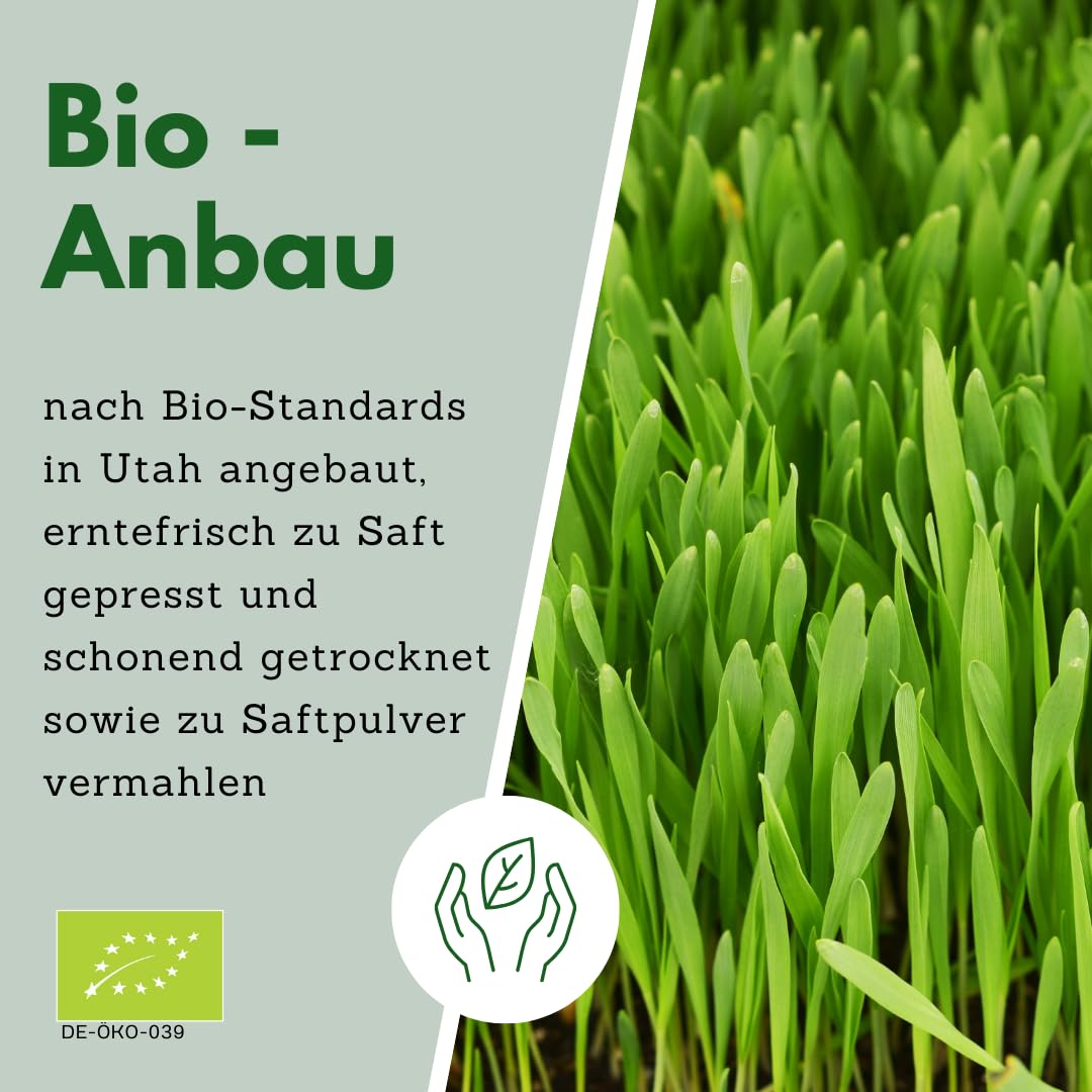 bioKontor – Bio Gerstengrassaftpulver 250g – Extrakt 33:1 – Gerstengras Saftpulver fein – Gerstengras Pulver Naturrein – ideal für Smoothies, grünen Saft & Getränke – Rohkostqualität aus den USA