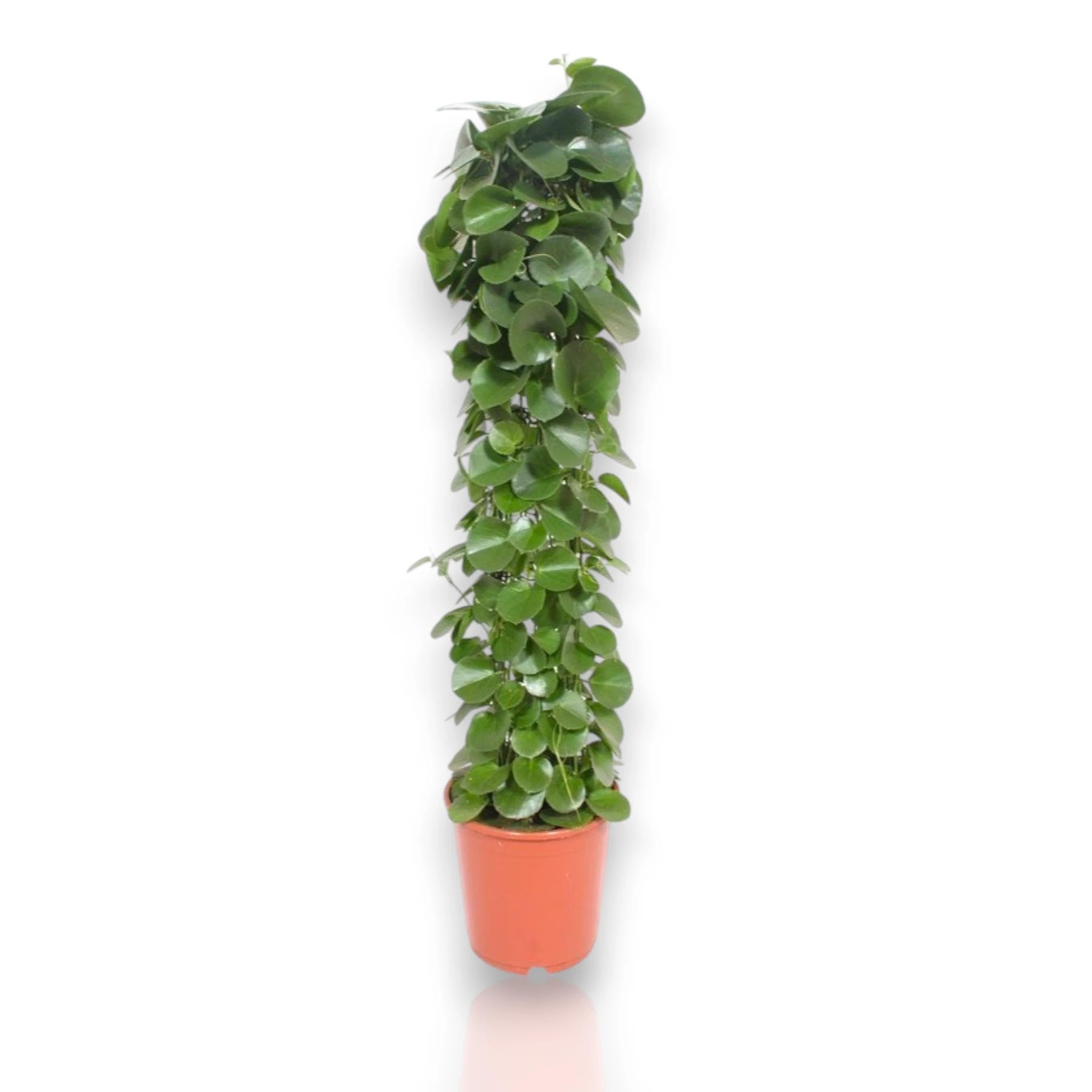 Cissus rotundifolia Pianta da Interno Ornamentale, Verde, Ricadente, 120 cm, Vaso 24