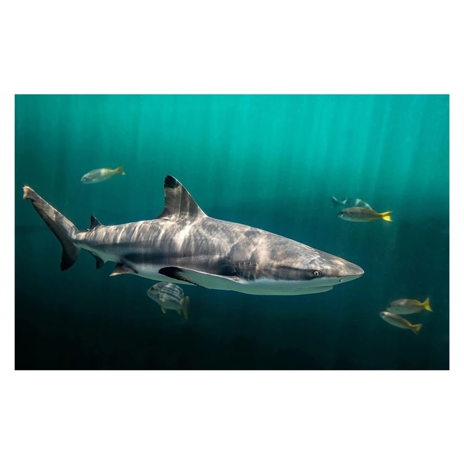 Graiting 1pc Shark Jellyfish Humpback Whale Tail Sea Turtle Poster Print Ocean Canvas Painting For Living Room Home Decor(By-3,30X42cm)