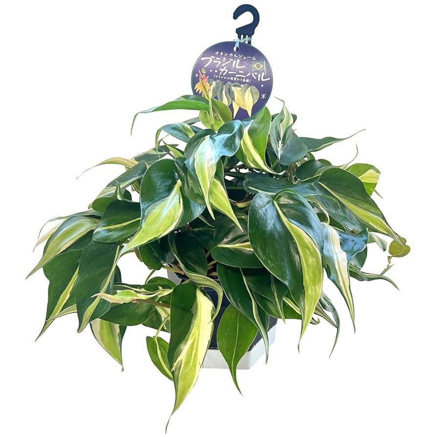 Amazon｜フィロデンドロン オキシカルジウム ブラジル カーニバル 5号