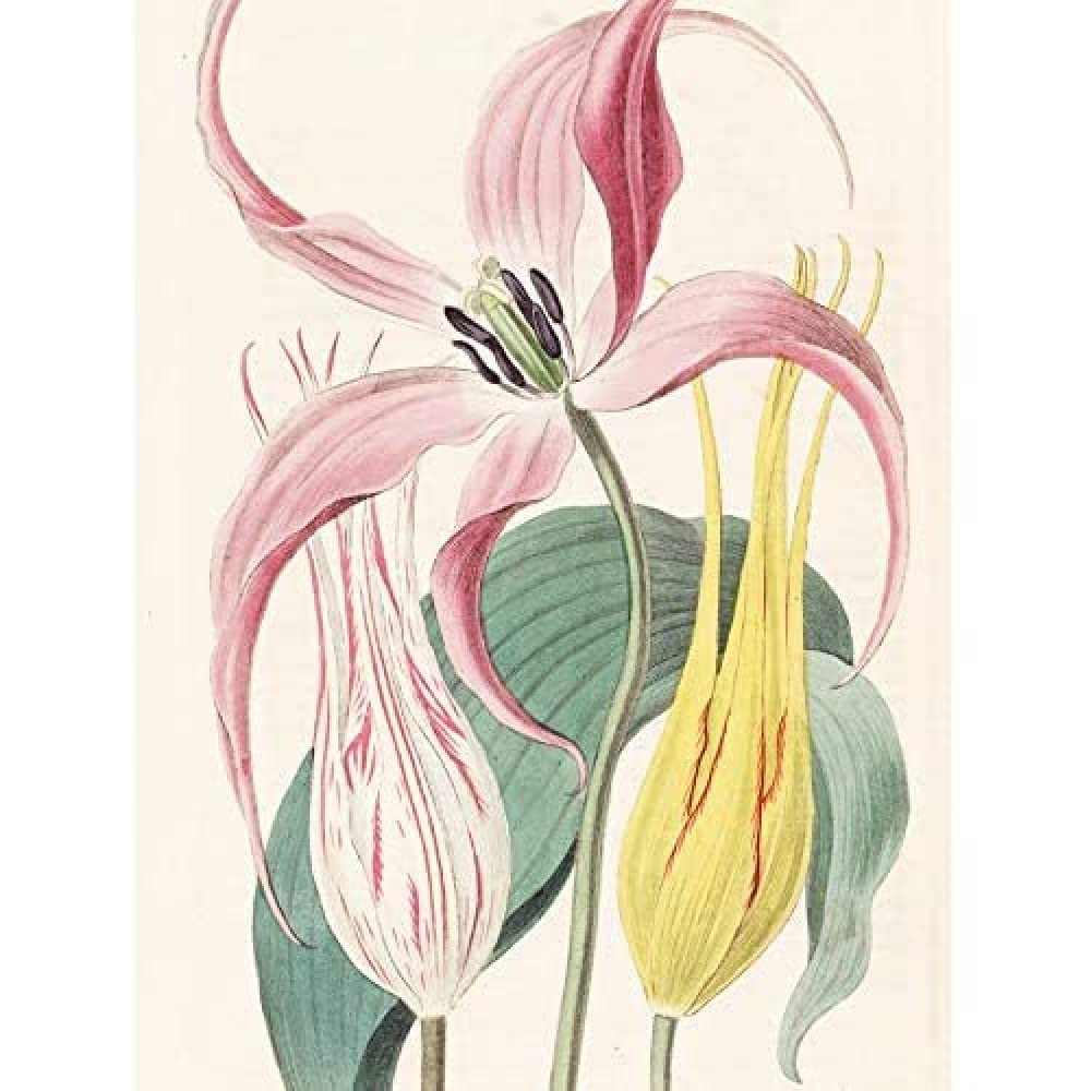Artery8 Edwards Garden Tulip Flower Botanical Illustration Art Print Canvas Premium Wall Decor Poster Mural