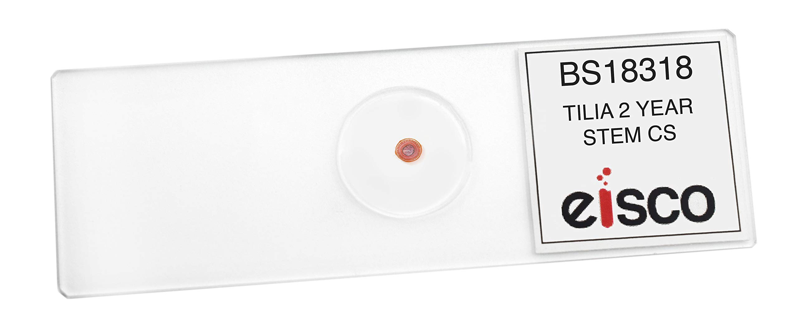 EISCO 10PK Tilia, 2 Year Old Stem - Cross Section - Prepared Microscope Slides - Classroom Pack, 10 Slides in Storage Case - Biology & Microscopy