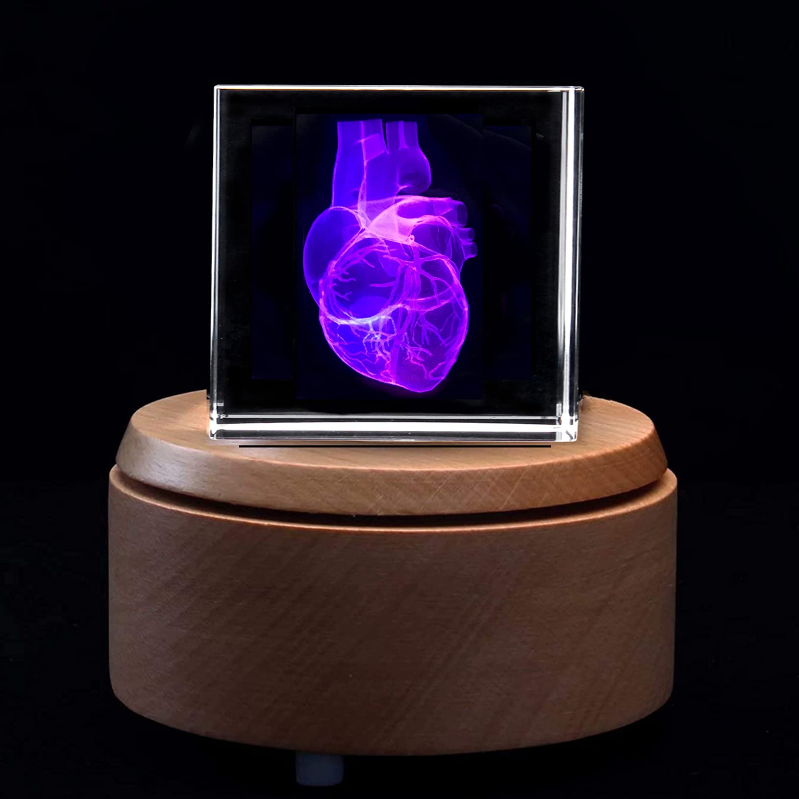 Amazon.com: 3D Human Heart Anatomical Model Paperweight