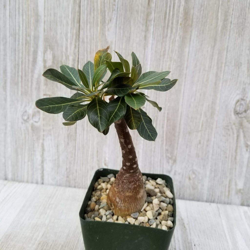 OhhSome Bonsai Live Plant 35 Inch Adenium Socotranum Desert Rose Cactus Cacti Succulent Real Great Exotic (1 Live Bonsai Plant)-image-17