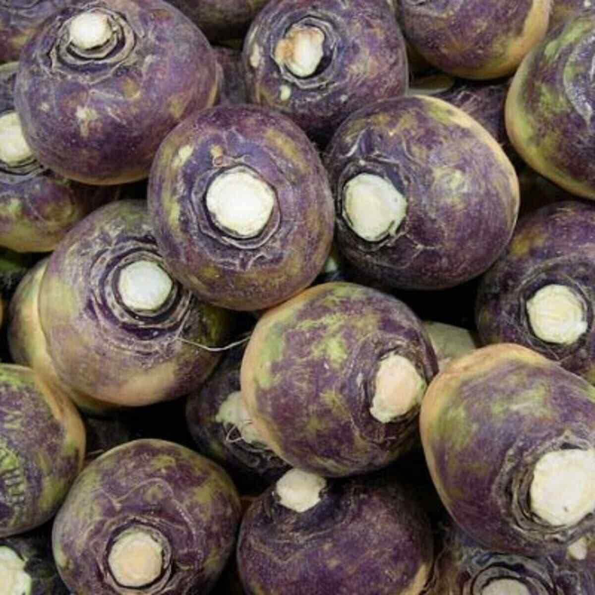 30 seeds of Rutabaga - BRASSICA NAPUS - Swede:Seeds
