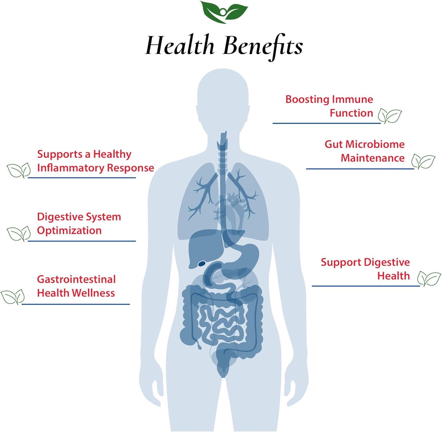 Foods For Gut Bifidobacterium Longum Probiotic Powder 100 Billion cfu's | Made in USA | No Additives | Digestive & Immune Support | High Potency | B. Longum | (100 Grams)
