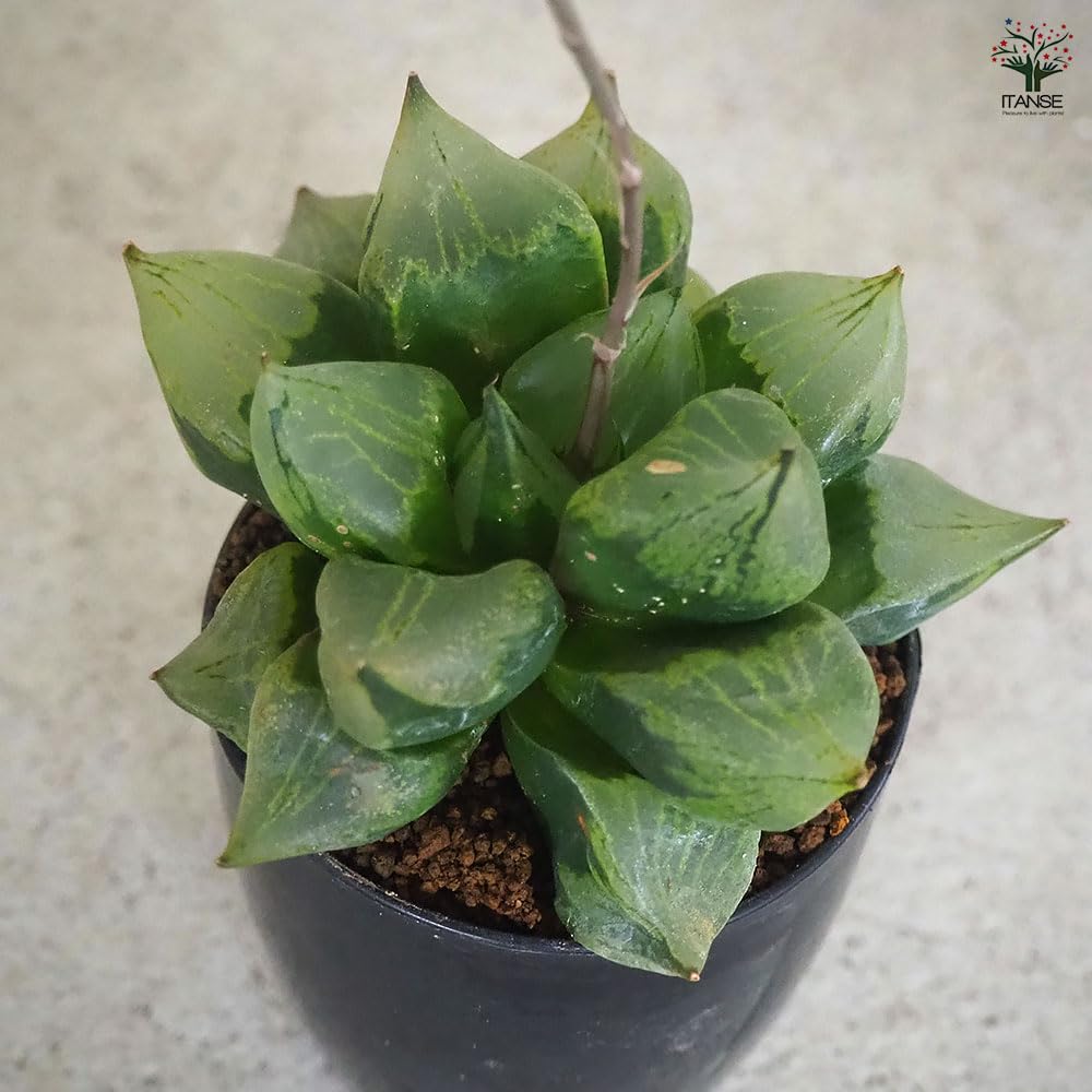 Amazon｜ITANSE ハオルチア B型コンプトミュータント 2.5号 1個