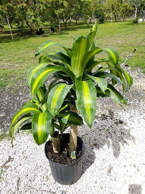 Greenursery Song Of India Indoor Plant For Home and Garden with Pot (Pack of 1) (Dracaena Fragrans) (B0CRH18T5Q) Amazon Price History, Amazon Price Tracker