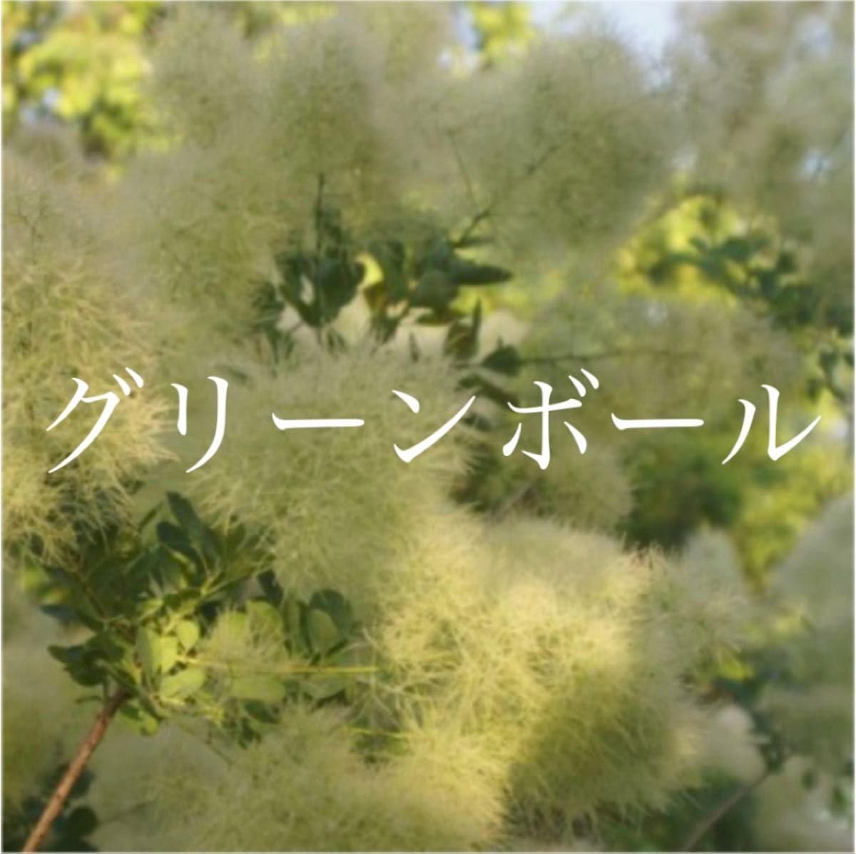Amazon.co.jp: スモークツリー 苗 グリーンボール 苗木 雌株 : DIY