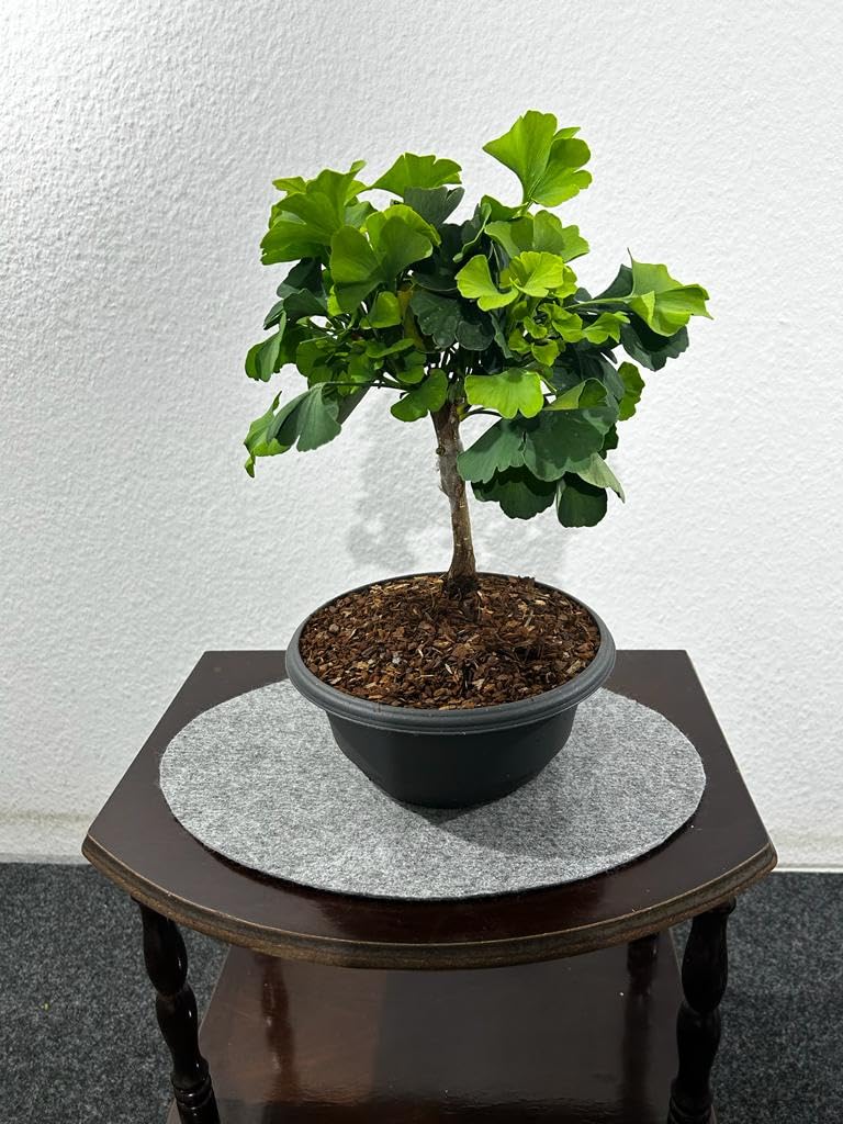 gartenbau-Service - Mintsuri Ginkgo biloba Fcherblattbaum Marike Bonsai- Rohware x : Amazon.de: Garten