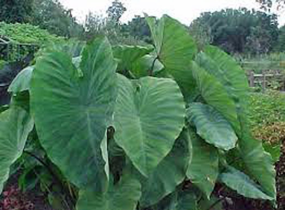 Buy Elephant Ear, Bulb (ONE), Giant Elephant Ear,COLOCASIA, ONE Bulb