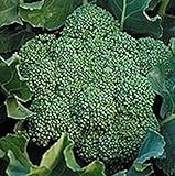 Green Calabrese Broccoli Seeds - 1.32 Grams