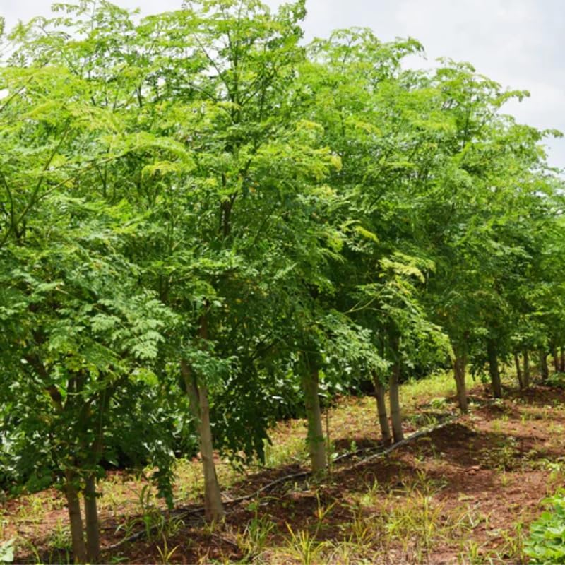 2 Moringa Plants Live for Planting, 6-10 Inch Tall Oleifera Moringa Live Tree Plant in Pot, Well Rooted