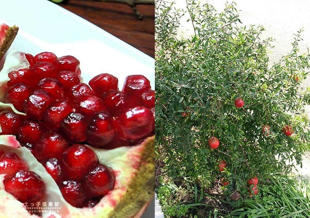 Amazon.co.jp: 大実ザクロ(カリフォルニアザクロ)苗木2年生13.5cm Amazon.co.jp: 大実ザクロ(カリフォルニアザクロ)苗木2年生13.5cm