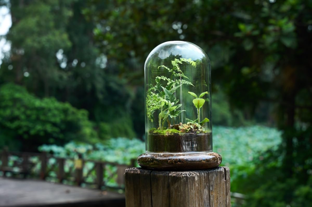 Terrario de cúpula de cristal con base y agujeros de ventilación, 7.9 x 4.7 pulgadas, vitrina transparente para plantas carnívoras, suculentas, atrapamoscas Venus y rosas eternas, caja de regalo