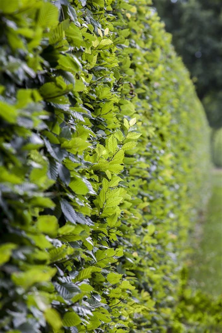 Carpinus betulus roślina żywopłotowa, roślina z korzeniami, mrozoodporna, niemiecka jakość szkółki, mocne rośliny, tolerowana przez cięcie, łatwa w utrzymaniu