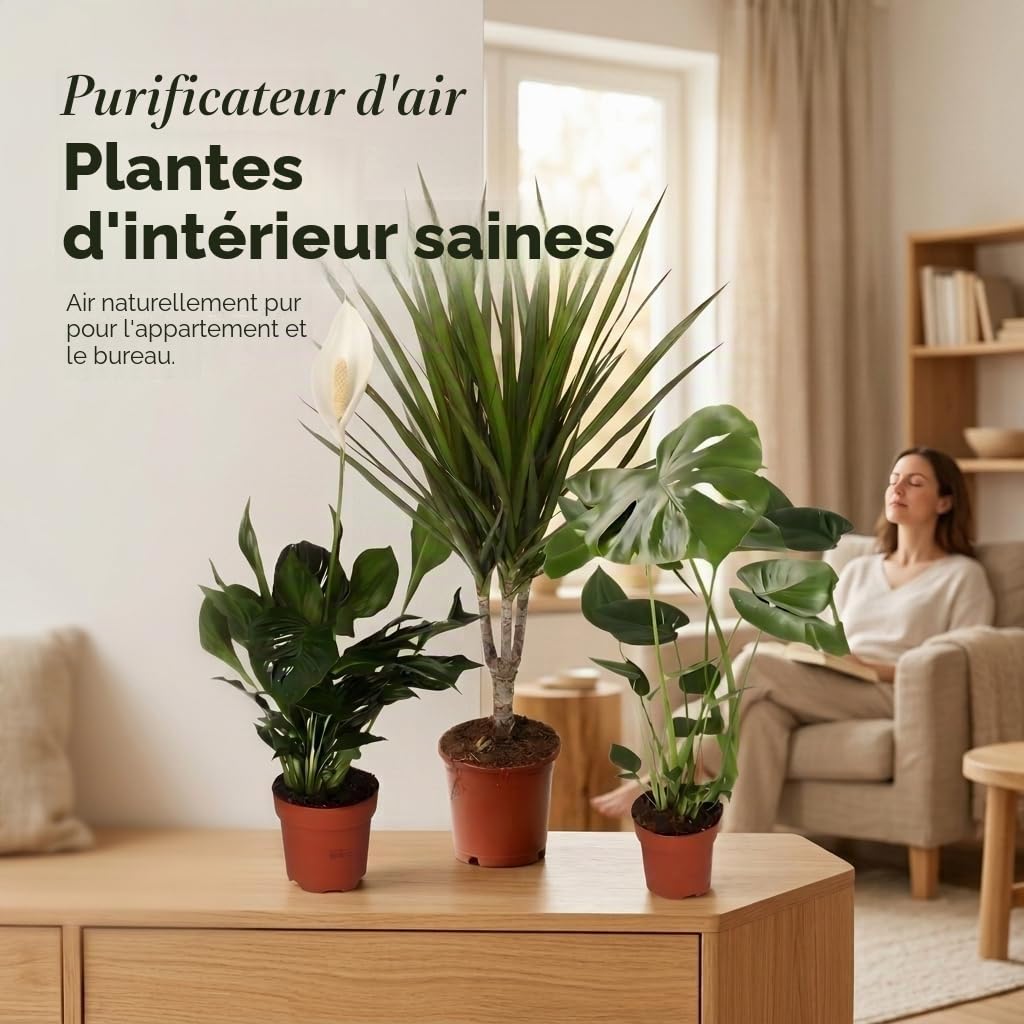 Lot de 3 purificateurs d'air Monstera, Spathiphyllum, Dracaena Ø 40-70 cm