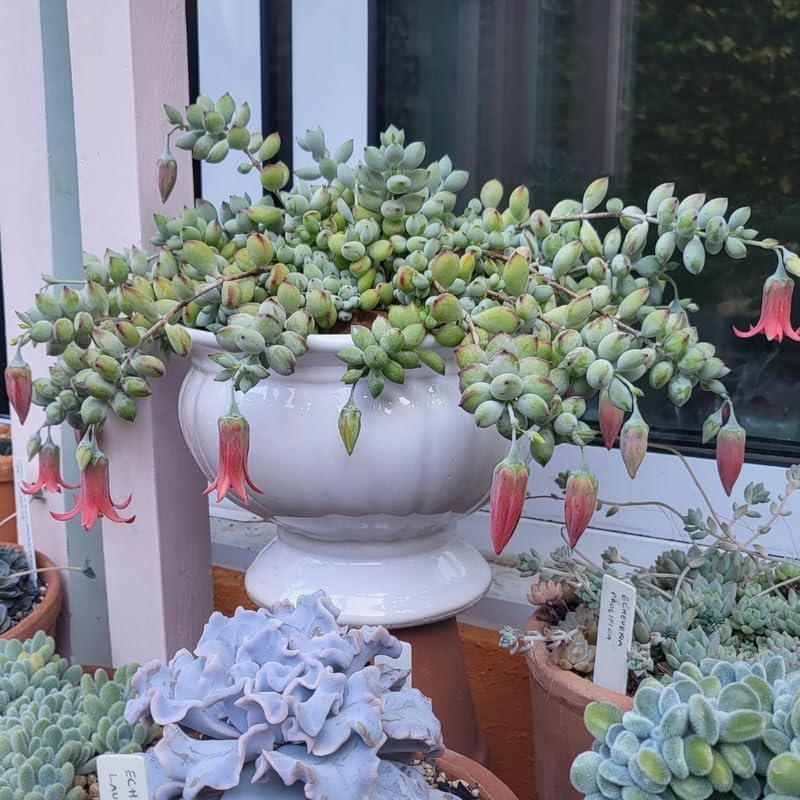 Miniatura 5 de Cotyledon Pendens - Planta suculenta viva - Maceta de 2 pulgadas  Planta de interior rara  Suculenta de interior de fácil cuidado