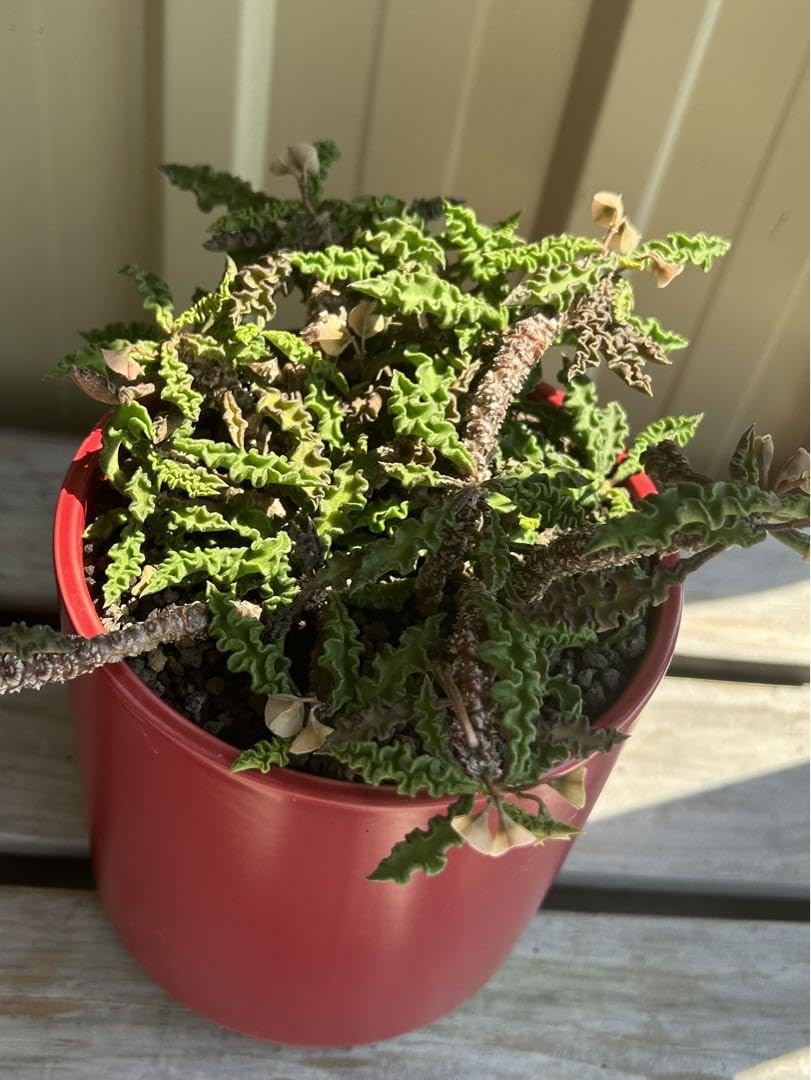 大株 ユーフォルビア デカリー 鉢付き 大株 ユーフォルビア デカリー 鉢付き - メルカリ