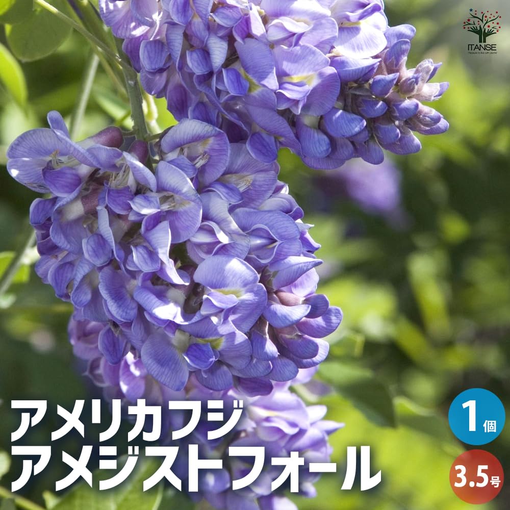 フジ苗A Amazon.co.jp: ITANSE 二季咲き藤 アメリカフジ・アメジスト